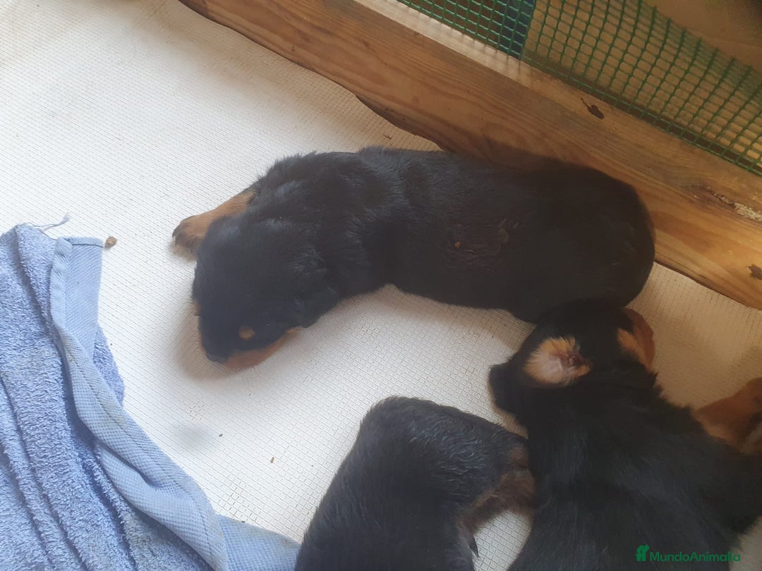 Rottweiler perros en venta: Espectacular cachorro  - Imagen 3