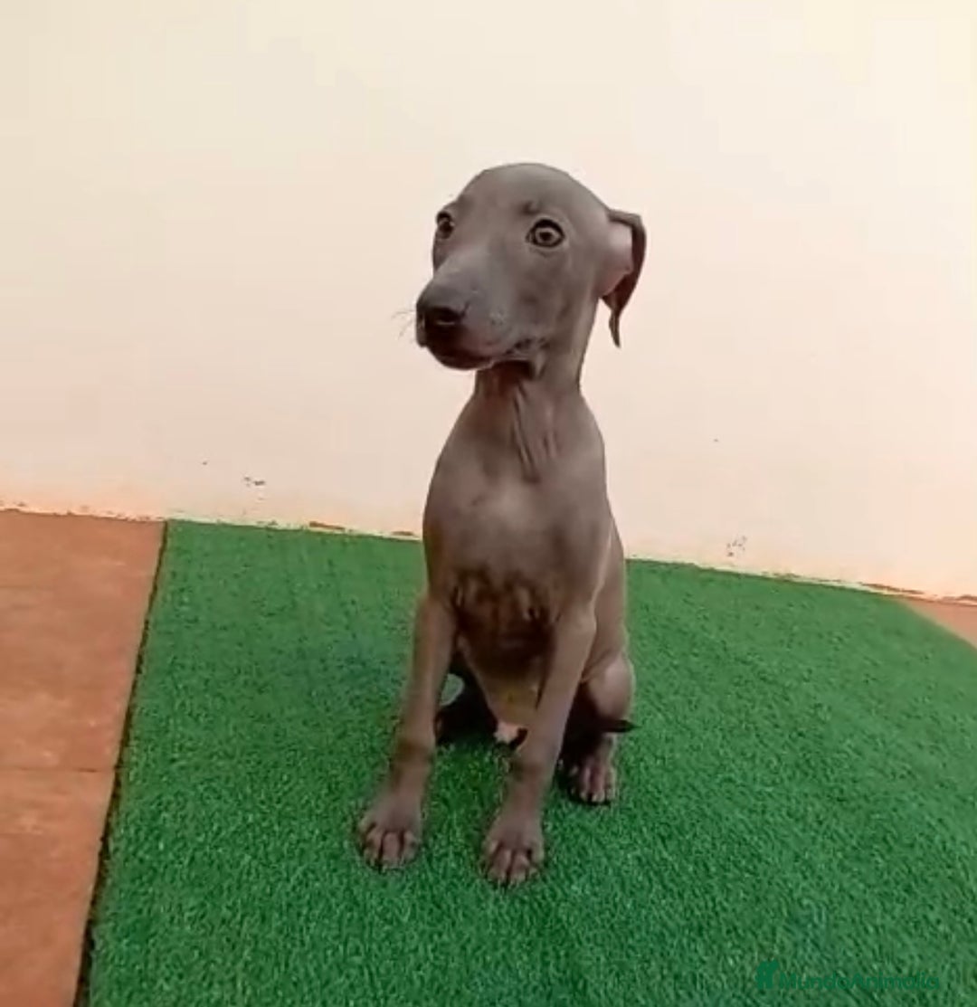 Pequeño Lebrel Italiano perros en venta: PICCOLO - Imagen 4