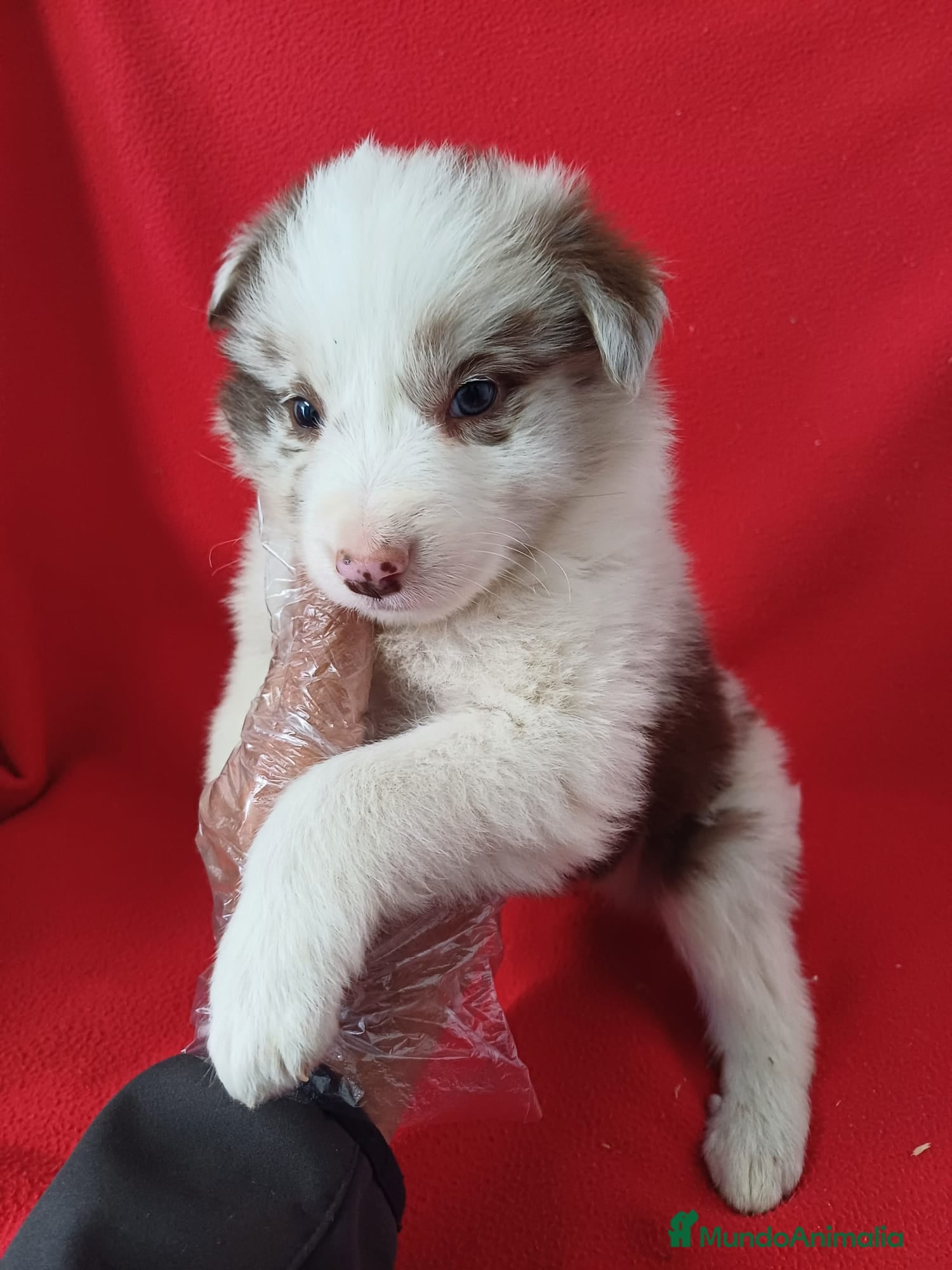 Border Collie perros Border Collie Merle  - Anuncio 2
