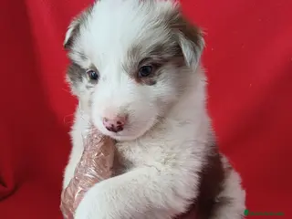 Border Collie perros Border Collie Merle - Anuncio 2