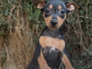 Pinscher Miniatura perros PINCHER SELECCIÓN Y GARANTIA - Anuncio 1