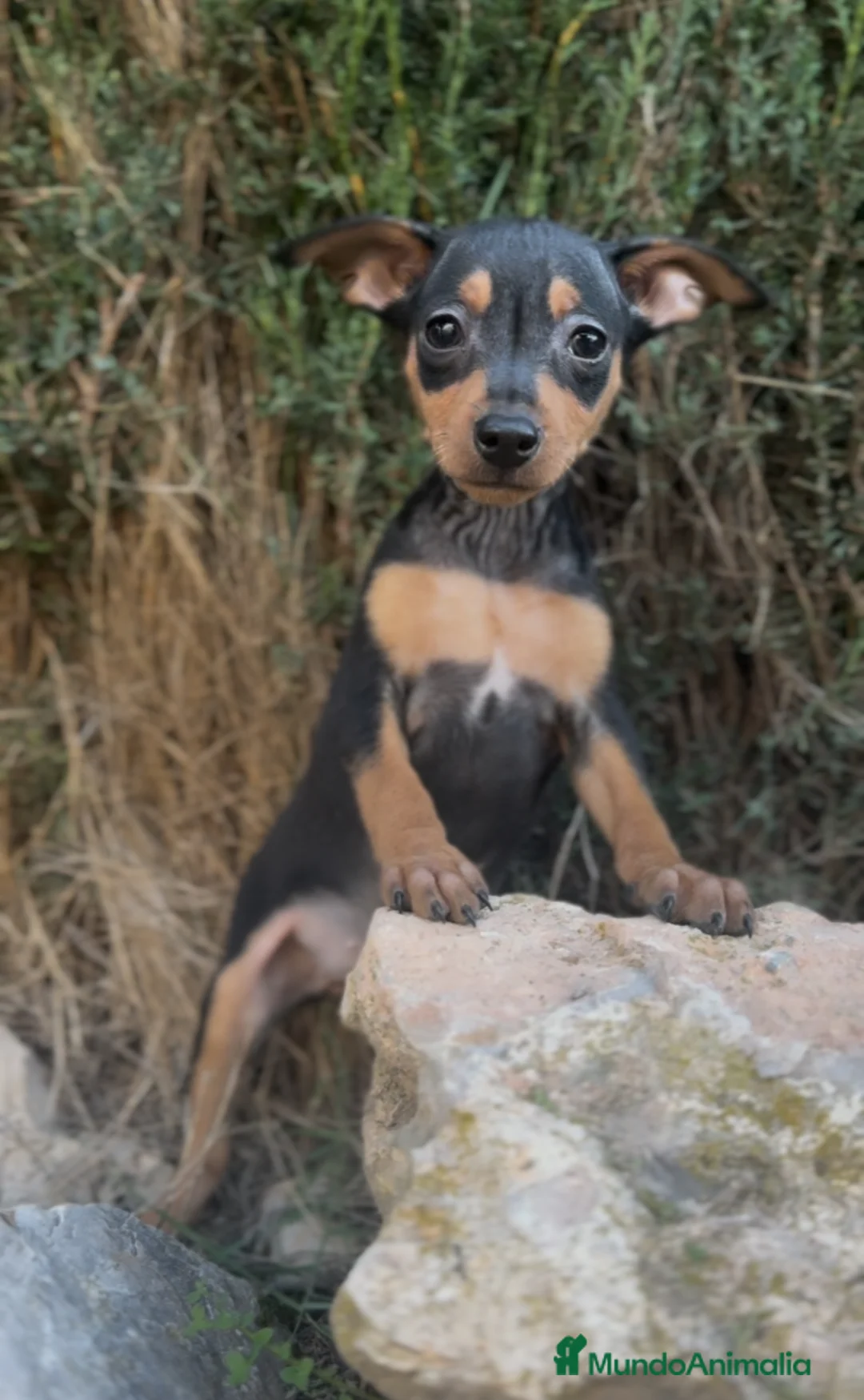 Pinscher Miniatura perros en venta: PINCHER SELECCIÓN Y GARANTIA - Anuncio 1
