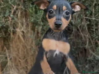 Pinscher Miniatura perros PINCHER SELECCIÓN Y GARANTIA - Anuncio 10