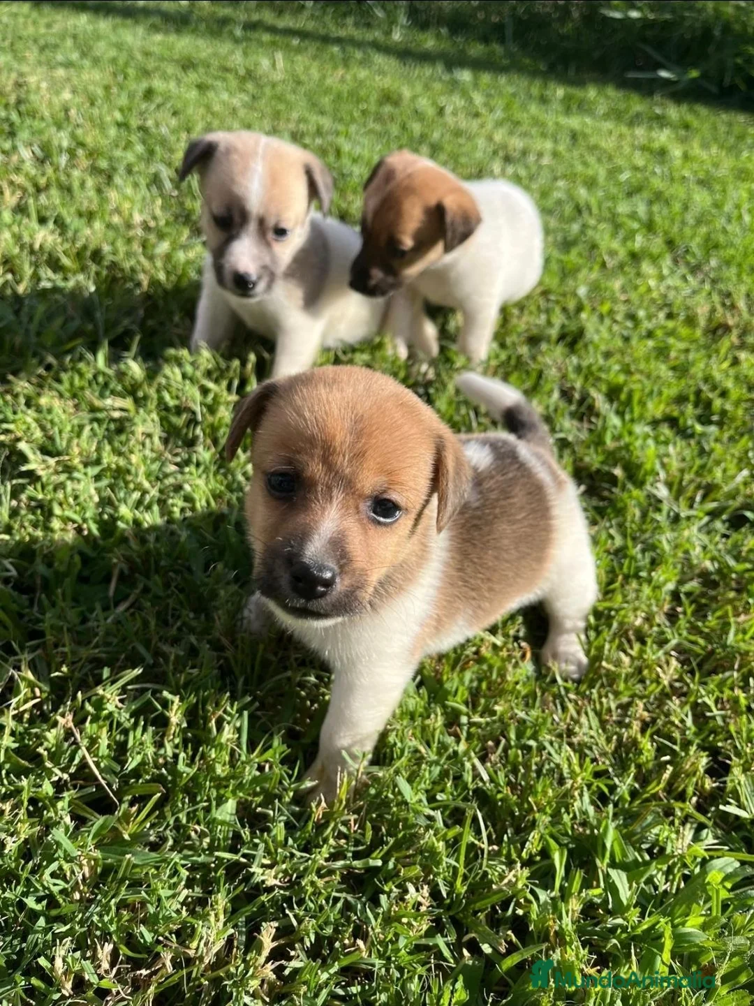 Jack Russell Terrier perros en venta: Jack russell. De máxima calidad  - Anuncio 1