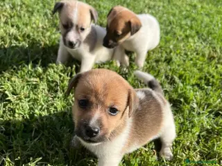 Jack Russell Terrier perros Jack russell. De máxima calidad - Anuncio 1