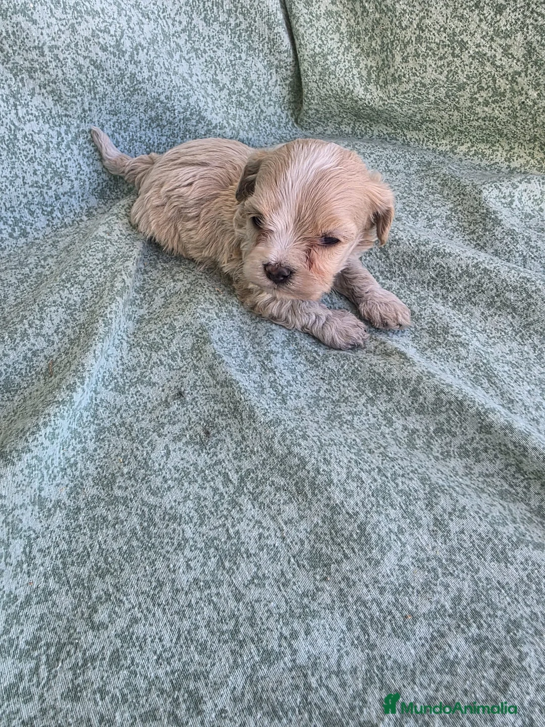 Maltipoo perros en venta: Maltipoo Toy - Anuncio 2