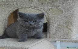 Británico de Pelo Corto gatos en venta: Gato British - Imagen 1