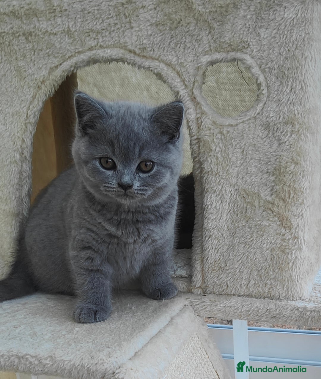Británico de Pelo Corto gatos en venta: Gato British - Imagen 1