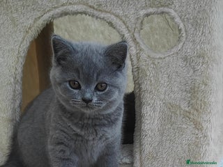 Británico de Pelo Corto gatos - Anuncio 16