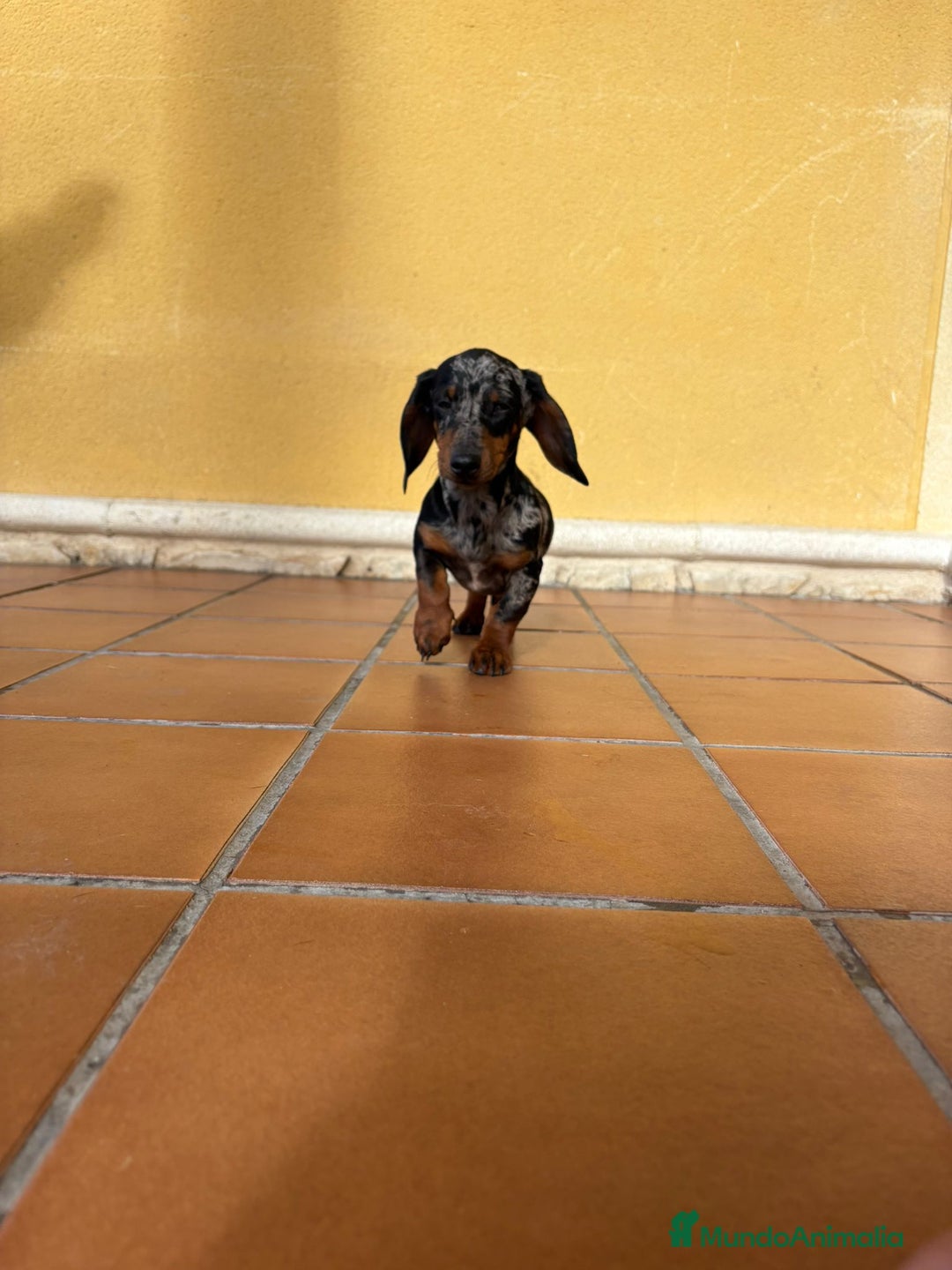 Teckel Miniatura perros en venta: Teckel Kaninchen arlequín Merle plata  - Anuncio 10