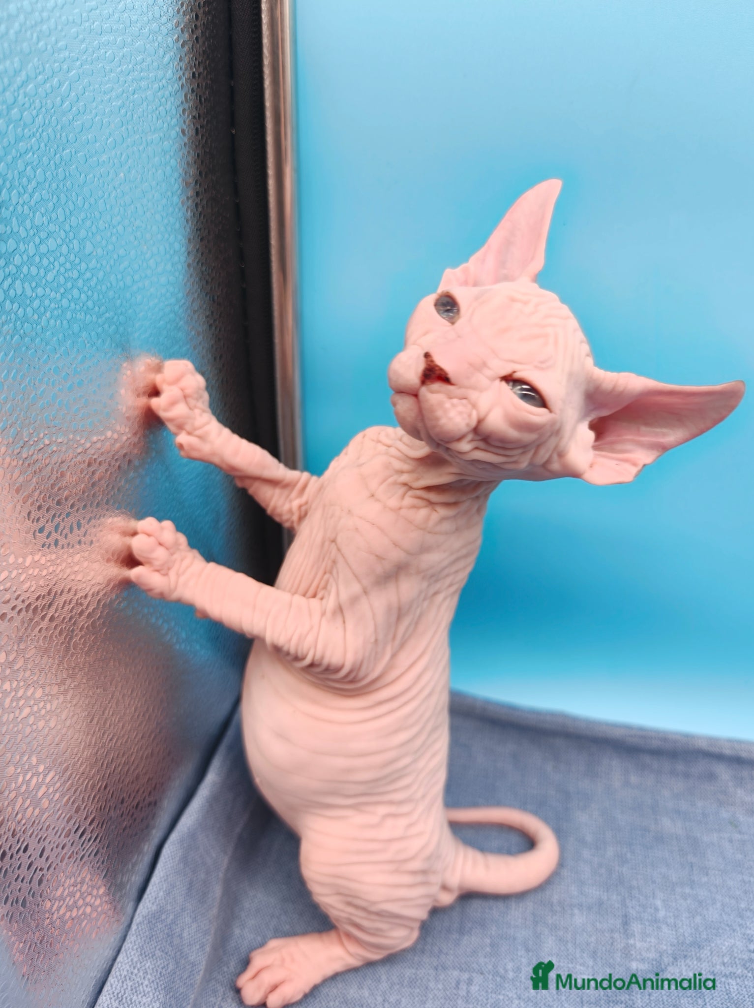 Sphynx gatos Hembrita blanca y ojos azules  - Anuncio 1