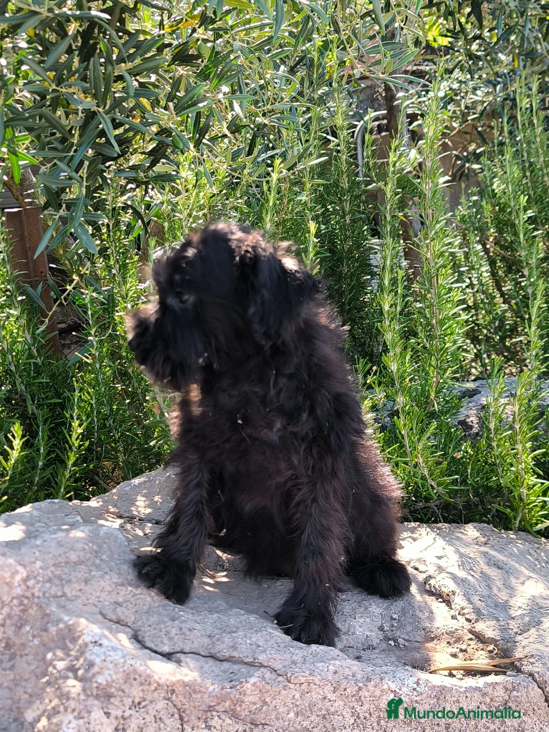 Schnauzer Miniatura perros en venta: Camada zchanauzer miniatura - Anuncio 2