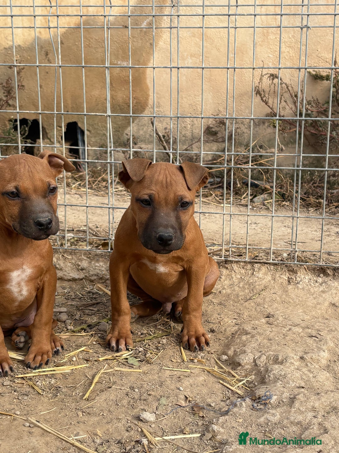 American Pit Bull Terrier perros en venta: Pitbull con pedigree  - Anuncio 1