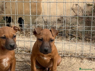 American Pit Bull Terrier perros Pitbull con pedigree - Anuncio 1