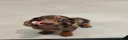 Teckel Miniatura perros en venta: Teckel Mini Arlequín ♂️ disponible  - Anuncio 1