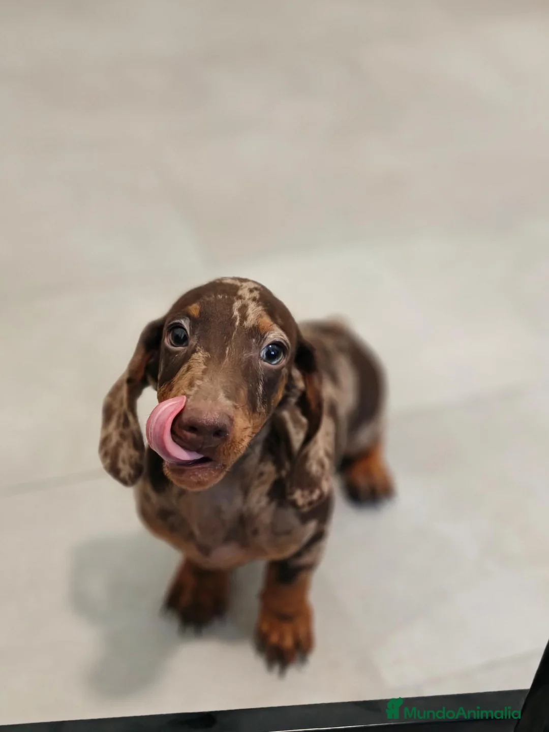 Teckel Miniatura perros en venta: Teckel Mini Arlequín ♂️ disponible  - Anuncio 1