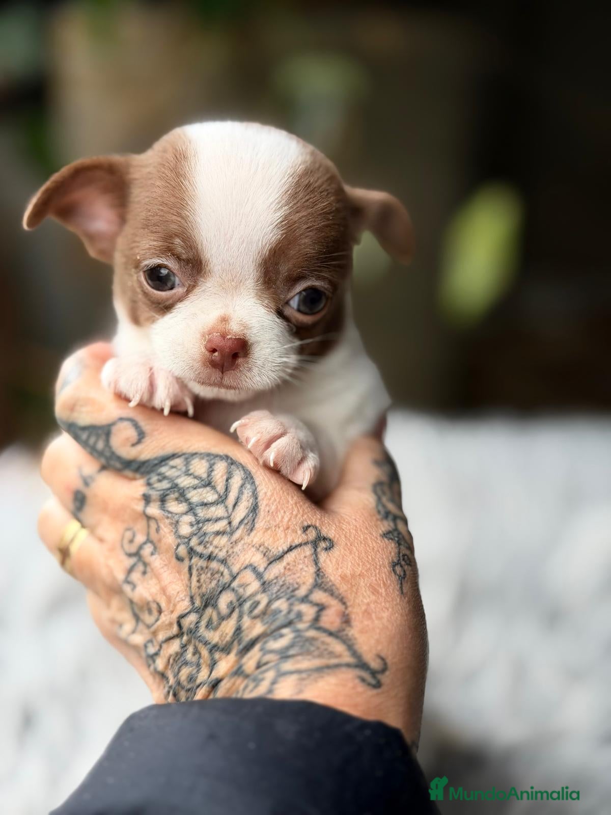 Chihuahua perros CHIHUAHUA BLANCO Y CHOCOLATE MACHO - Anuncio 4