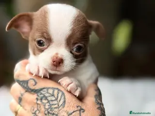 Chihuahua perros CHIHUAHUA BLANCO Y CHOCOLATE MACHO - Anuncio 4