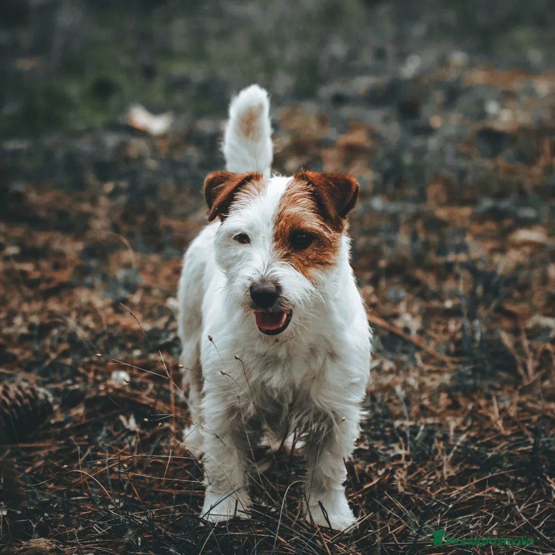 Imagen de galería {{count}}