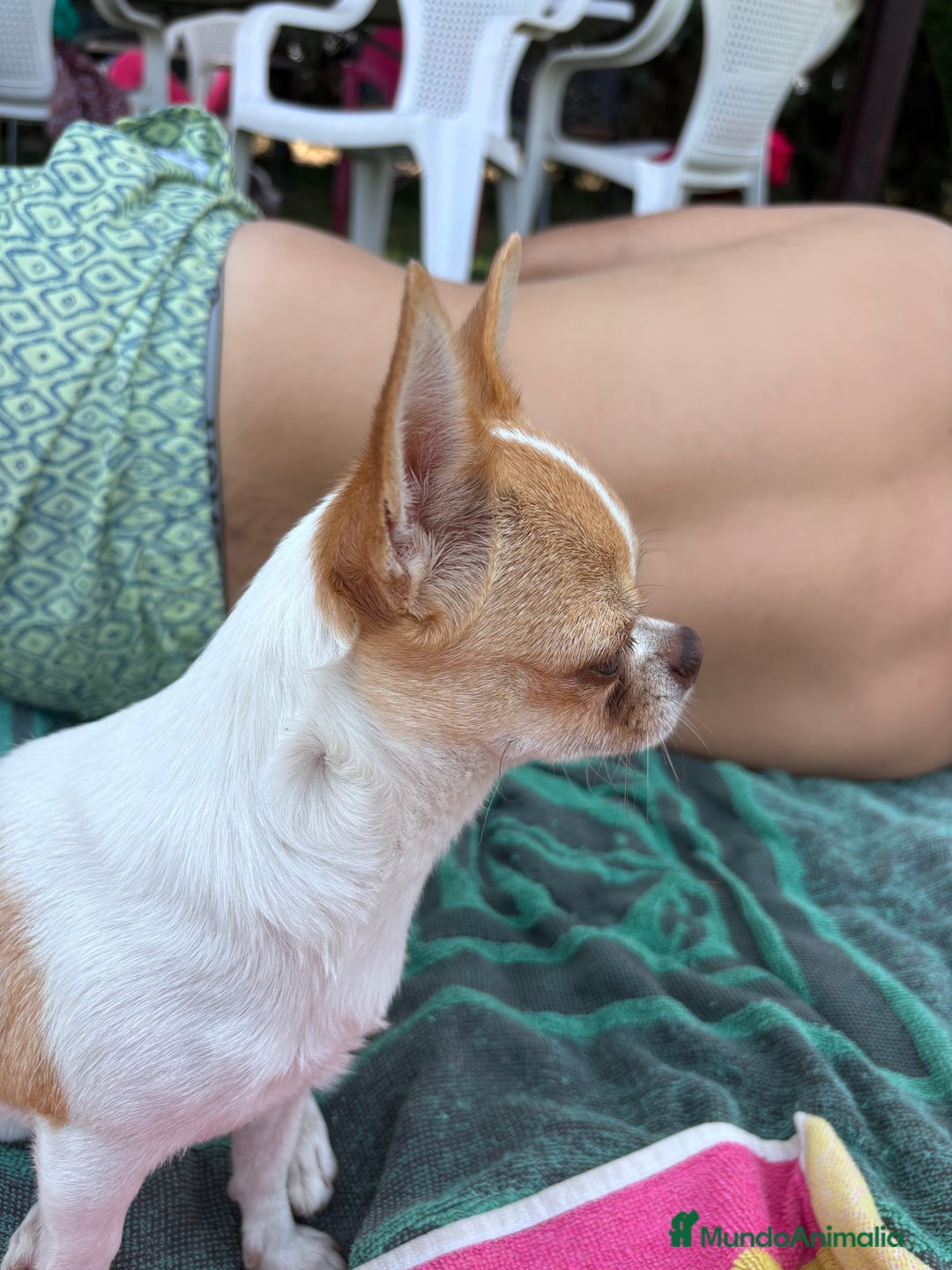 Chihuahua perros en venta: Últimas dos chihuahuas disponibles.  - Anuncio 5
