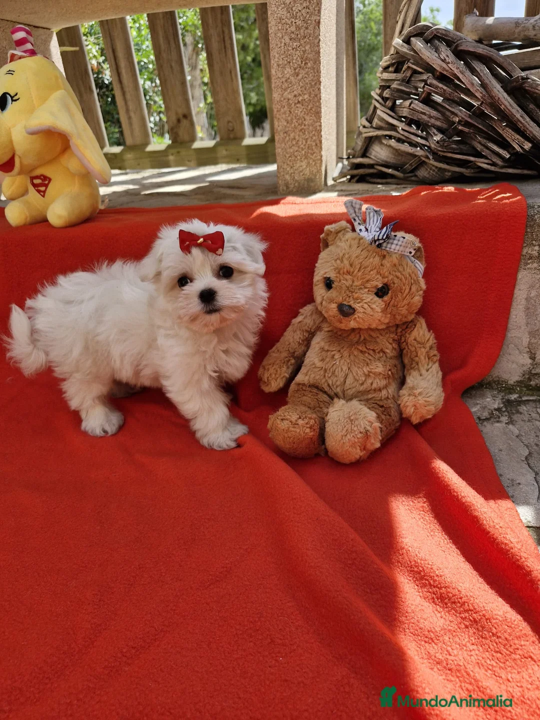 Bichón Maltés perros en venta: Bichón Maltés  en Barcelona - Anuncio 2