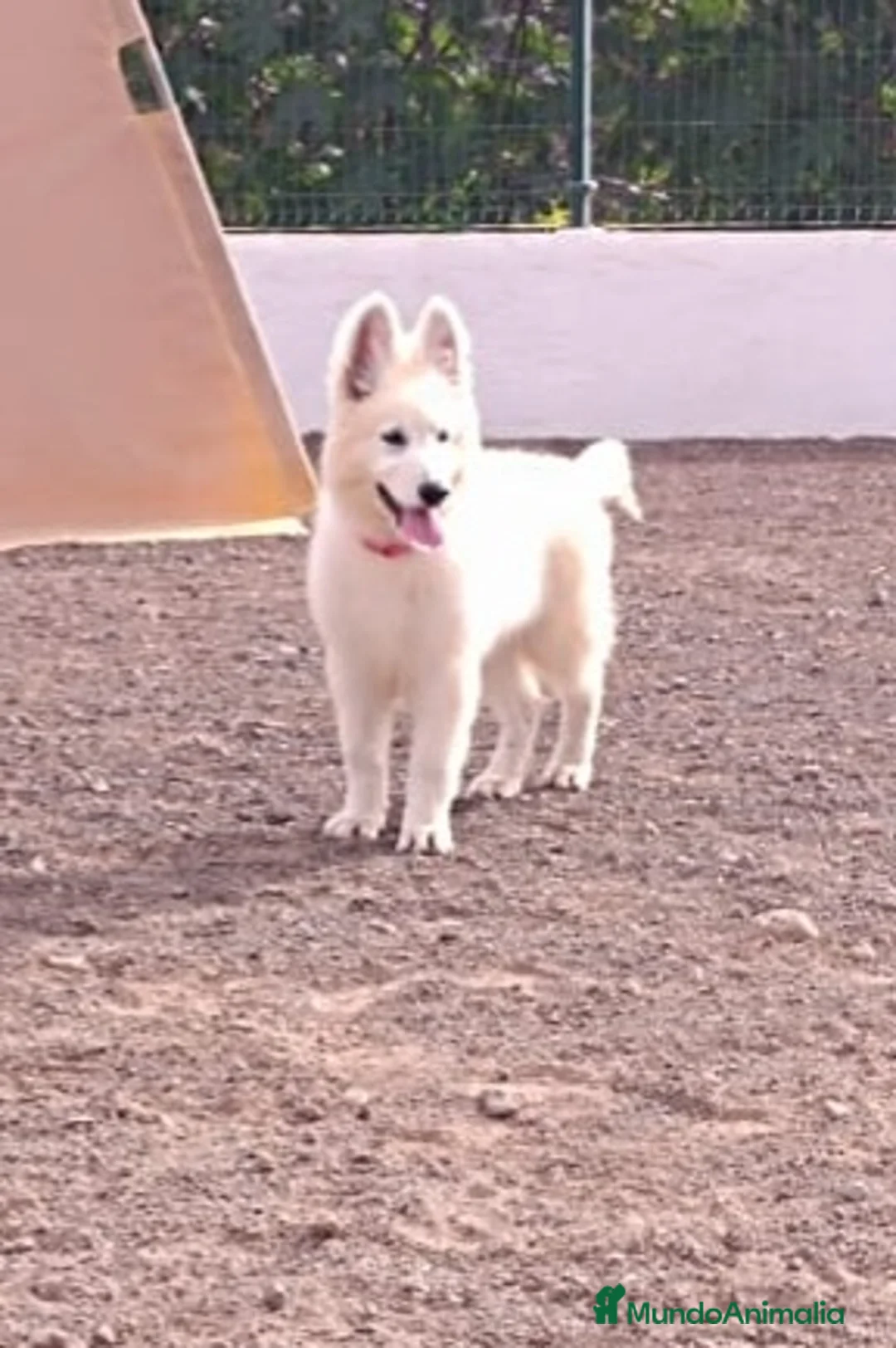 Pastor Blanco Suizo perros en venta: Pastor Blanco Suizo  - Anuncio 3