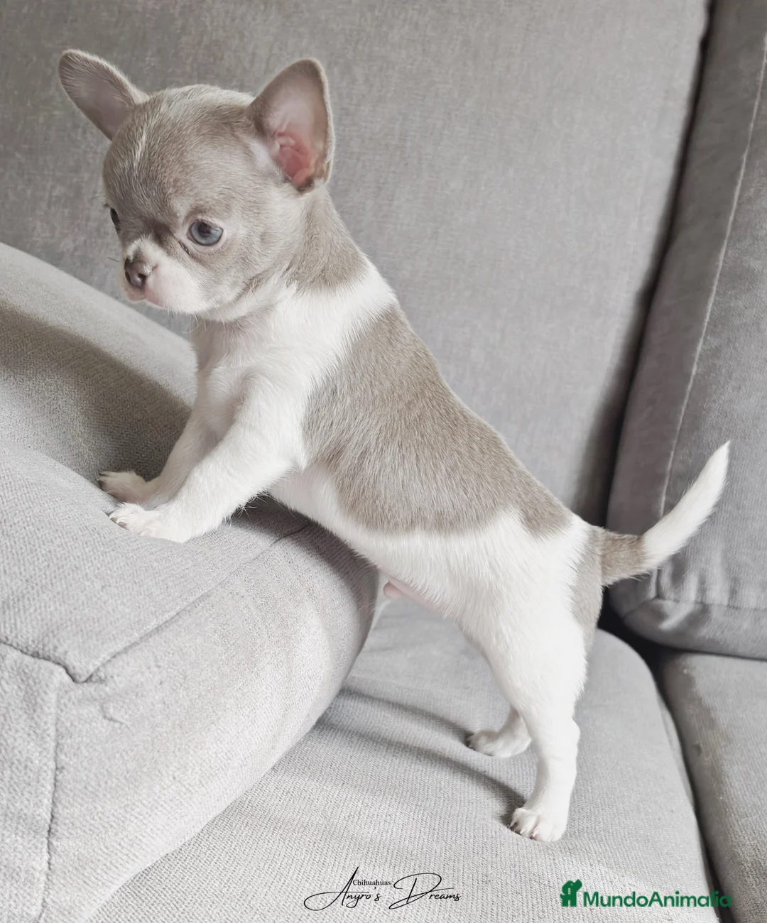 Chihuahua perros en venta: Chihuahua - Anuncio 6