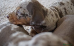 Teckel perros en venta: 🐾 🐾✨ Frisco, Calypso y Sunny ¡Pura elegancia! 🐾 - Imagen 6