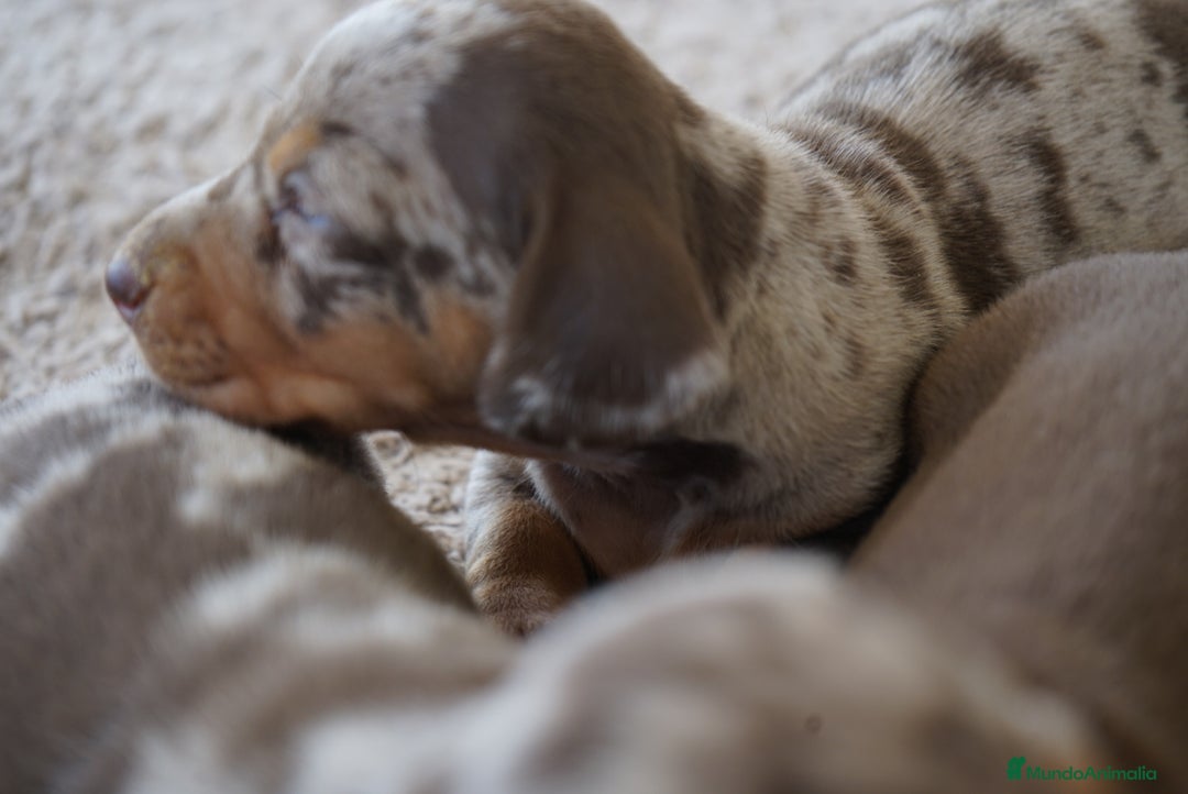 Teckel perros en venta: 🐾 🐾✨ Frisco, Calypso y Sunny ¡Pura elegancia! 🐾 - Imagen 6