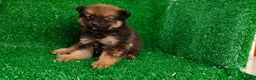 Pomerania perros en venta: Pomerania  - Anuncio 13
