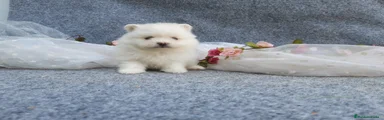 Pomerania Cachorro 1