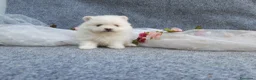 Pomerania perros en venta: PRECIOSO CACHORITO DE POMERANIA TOY  - Anuncio 10