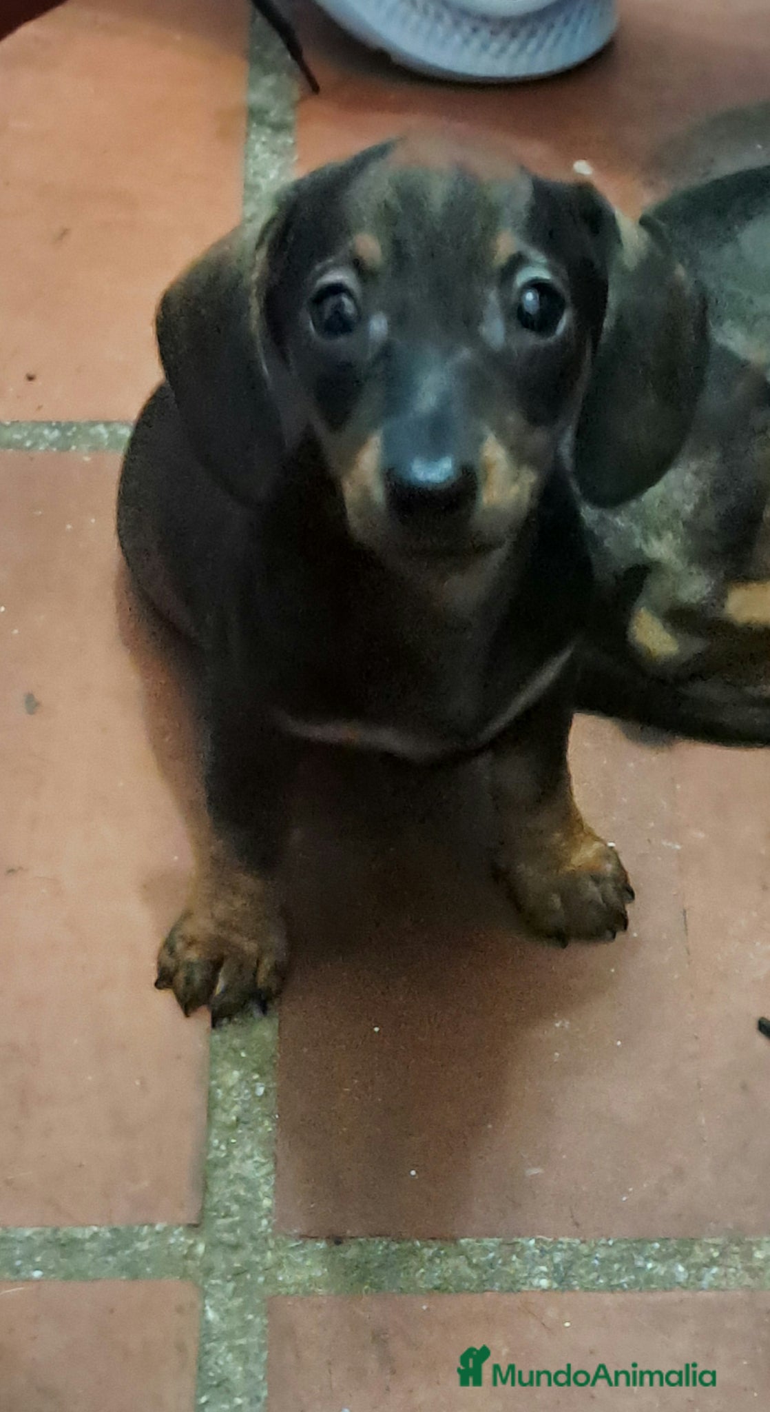 Teckel Miniatura perros Teckel kaninchen  - Anuncio 5