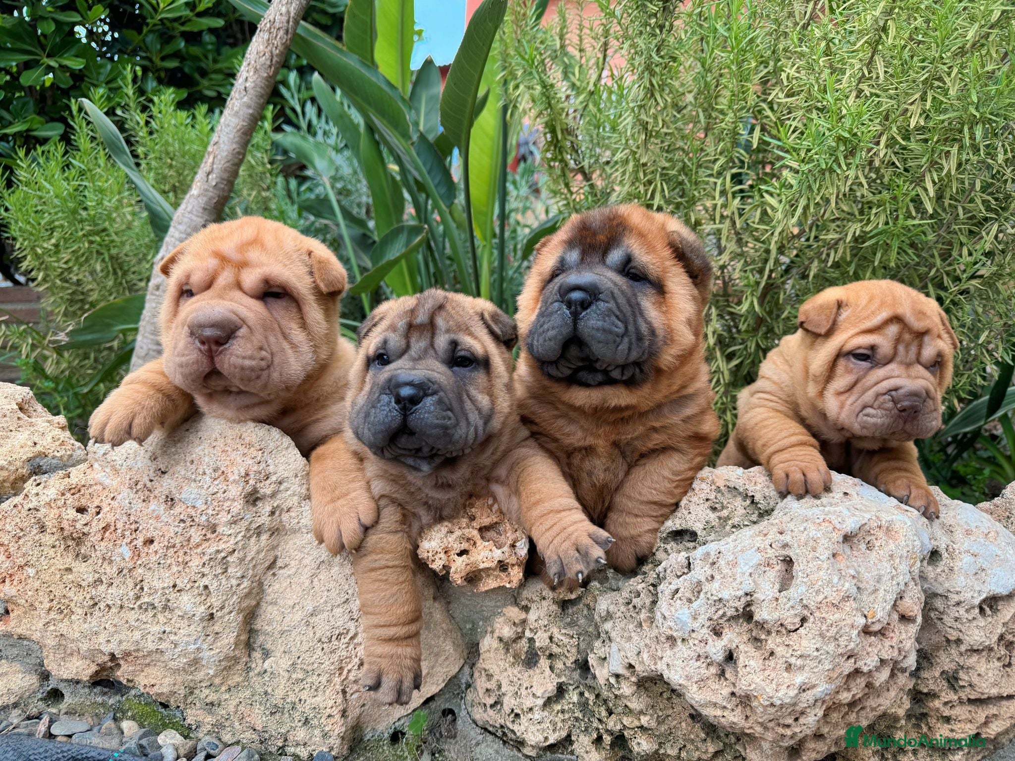 Shar Pei perros SHAR PEI BEBES en Málaga - Anuncio 7