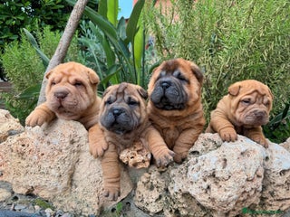 Shar Pei perros en Málaga - Anuncio 15