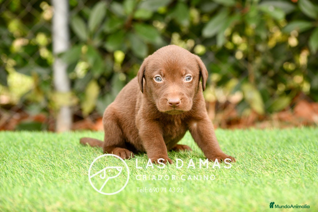 Labrador Retriever perros en venta: Labrador chocolate: crianza, amor y salud - Imagen 5