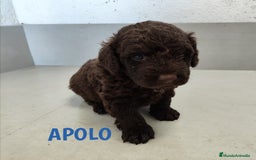 Perro de Agua Español perros en venta: Perros de agua de La Renquia - Imagen 6