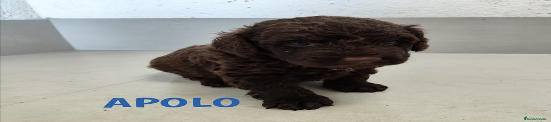 Perro de Agua Español Cachorro 1