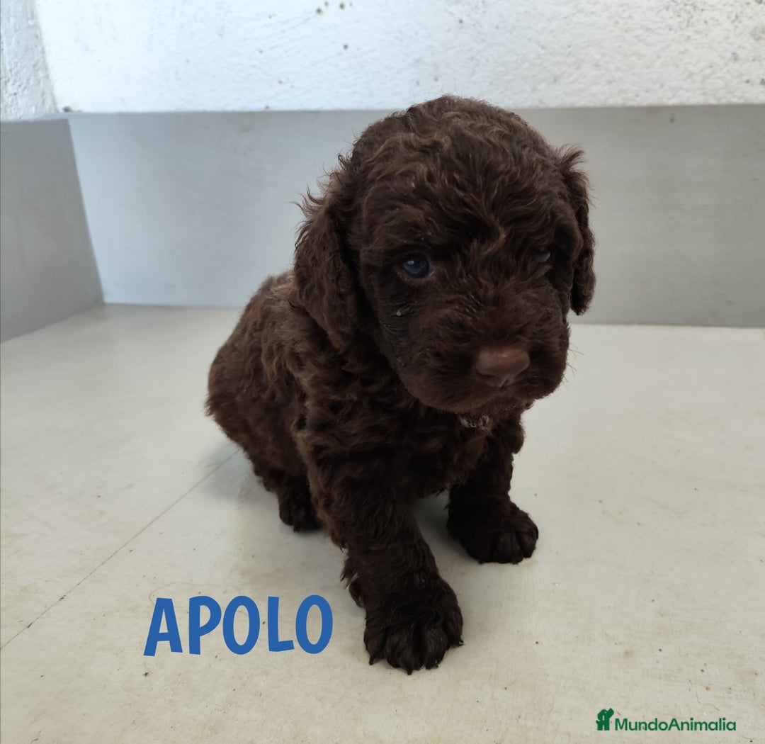 Perro de Agua Español perros en venta: Perros de agua de La Renquia - Imagen 6