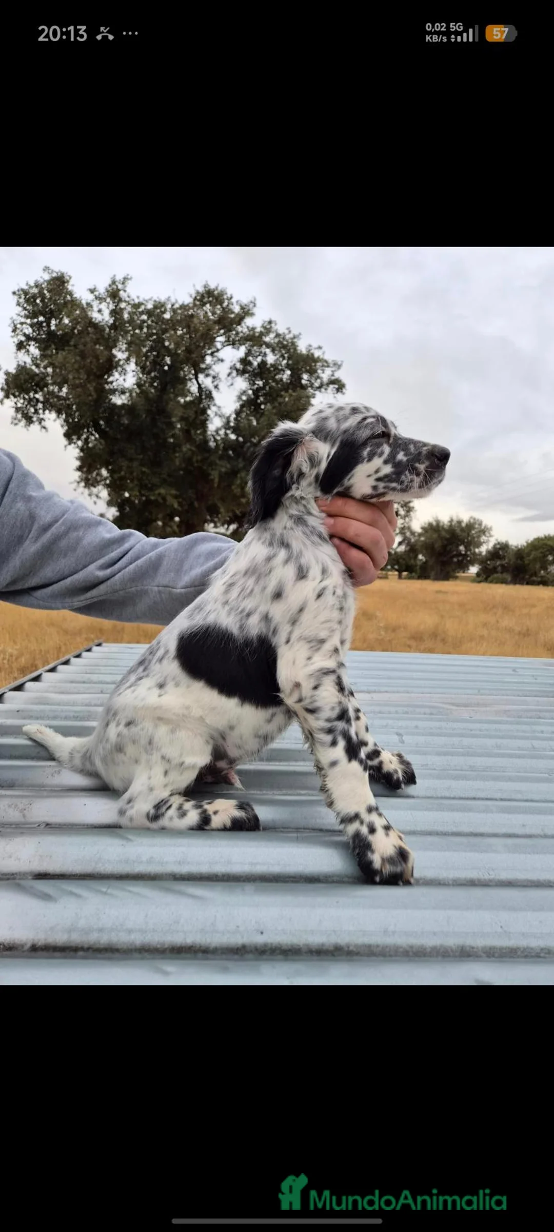 Setter Inglés perros en venta: Setter - Anuncio 2