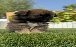 Pekinés perros en venta: PEKINES IMPERIAL HEMBRA - Imagen 23