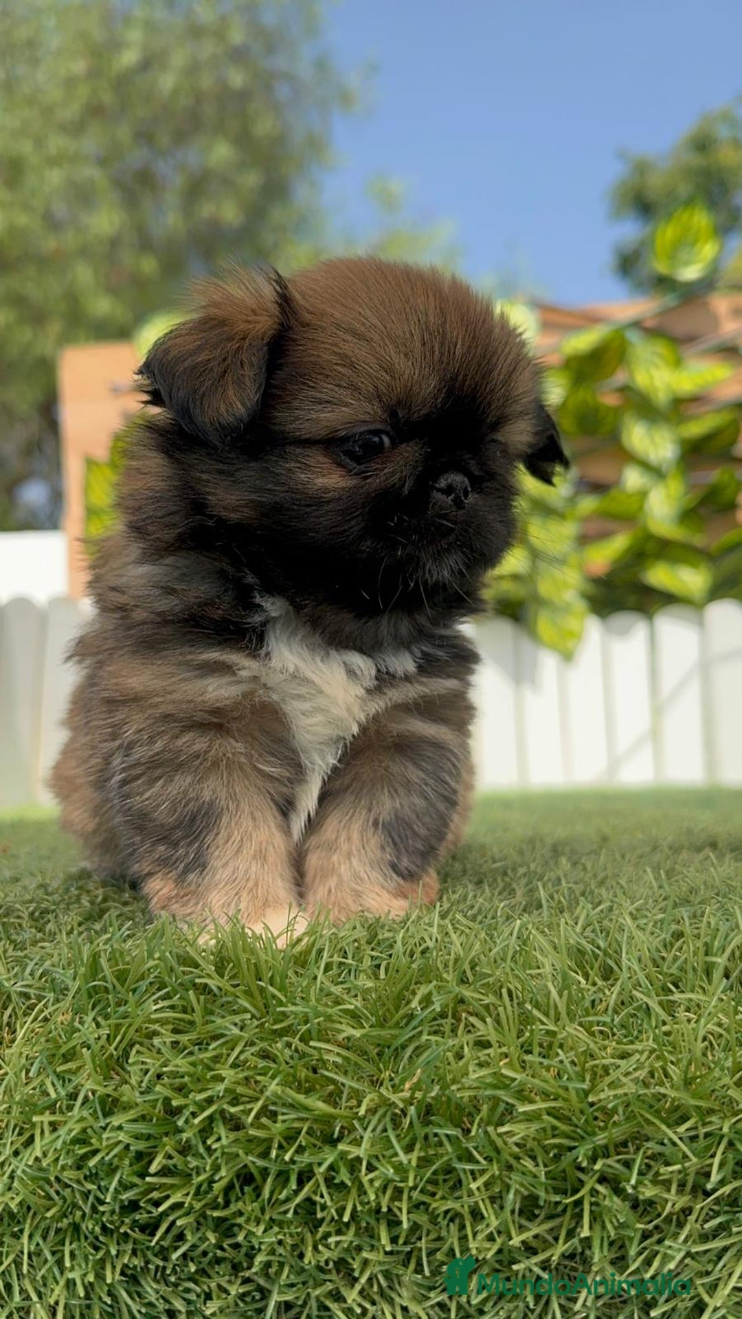 Pekinés perros en venta: PEKINES IMPERIAL HEMBRA - Imagen 23