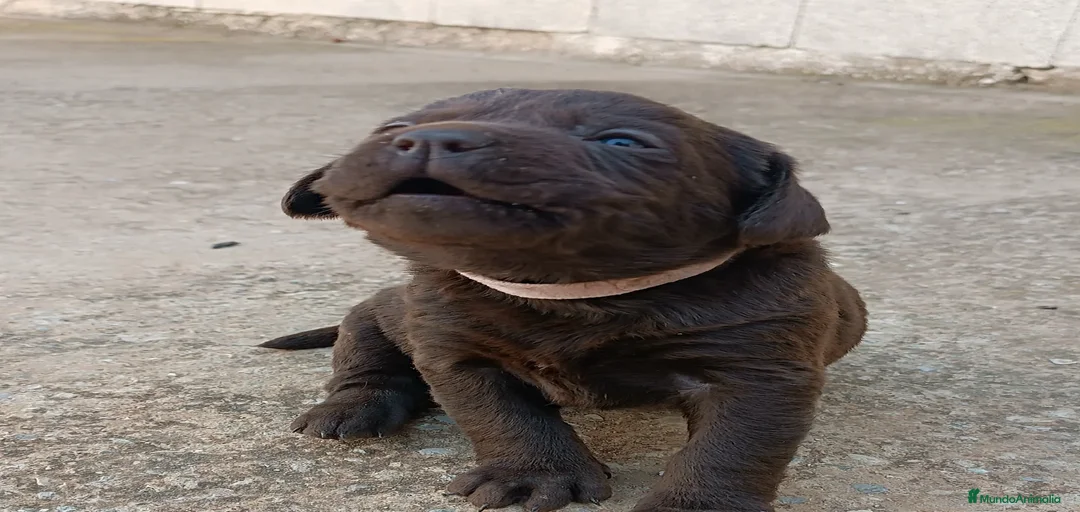 Imagen de galería {{count}}