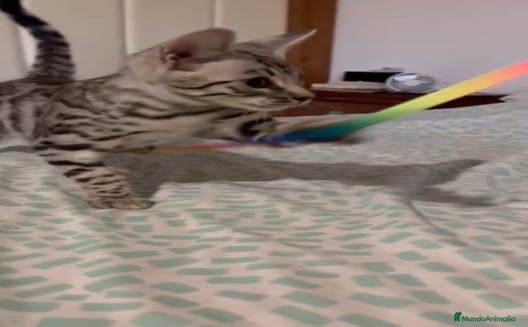 Bengalí gatos - Propaganda 1