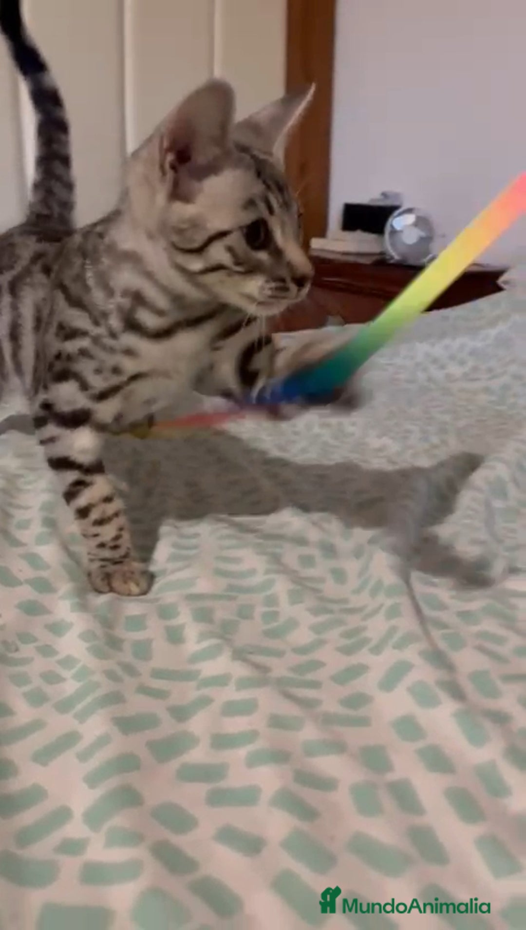Bengalí gatos en venta: Bengali - Imagen 1