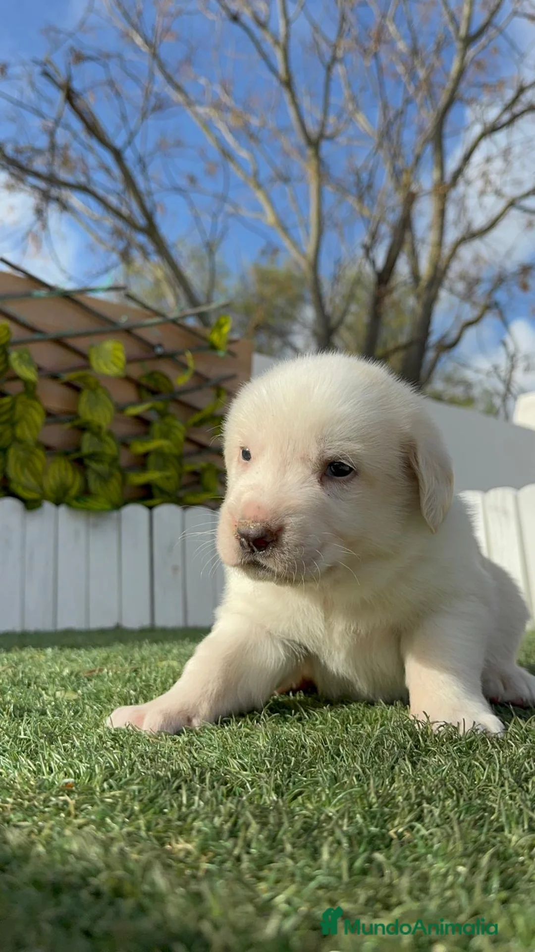 Mastín Español perros en venta: MASTIN ESPAÑOL - Anuncio 15