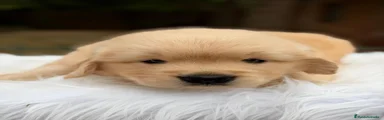 Golden Retriever 3