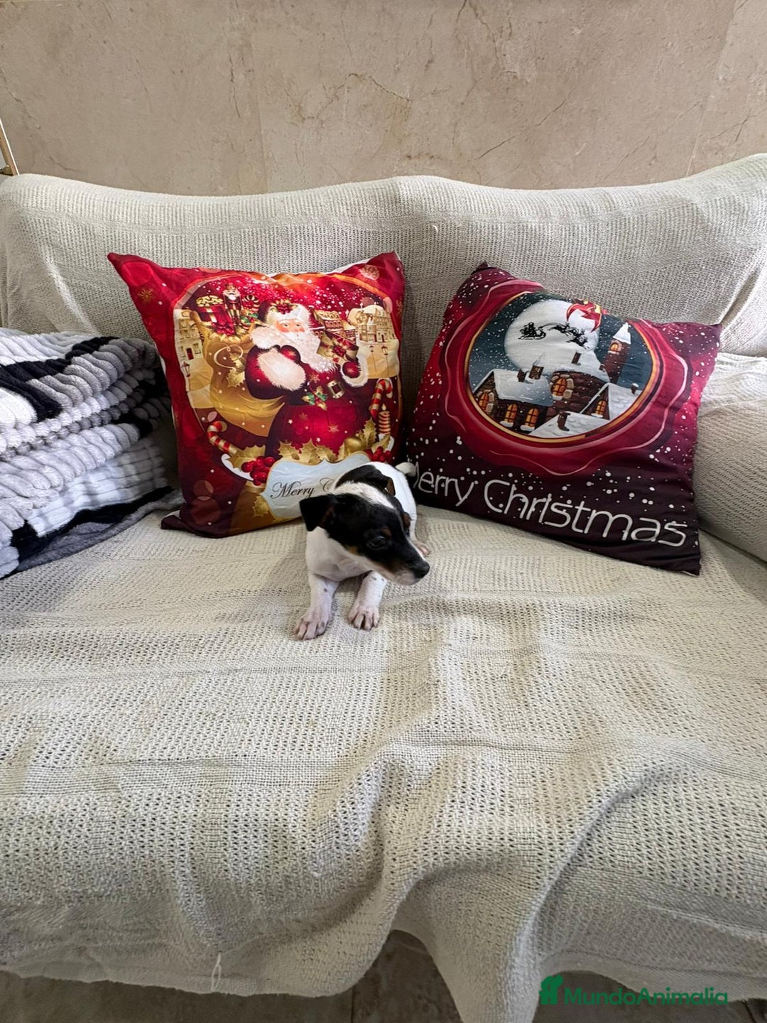 Jack Russell Terrier perros en venta: Jack Russell  - Anuncio 14