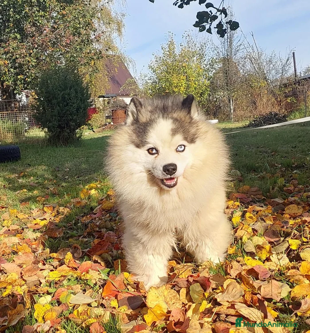 Imagen de galería {{count}}