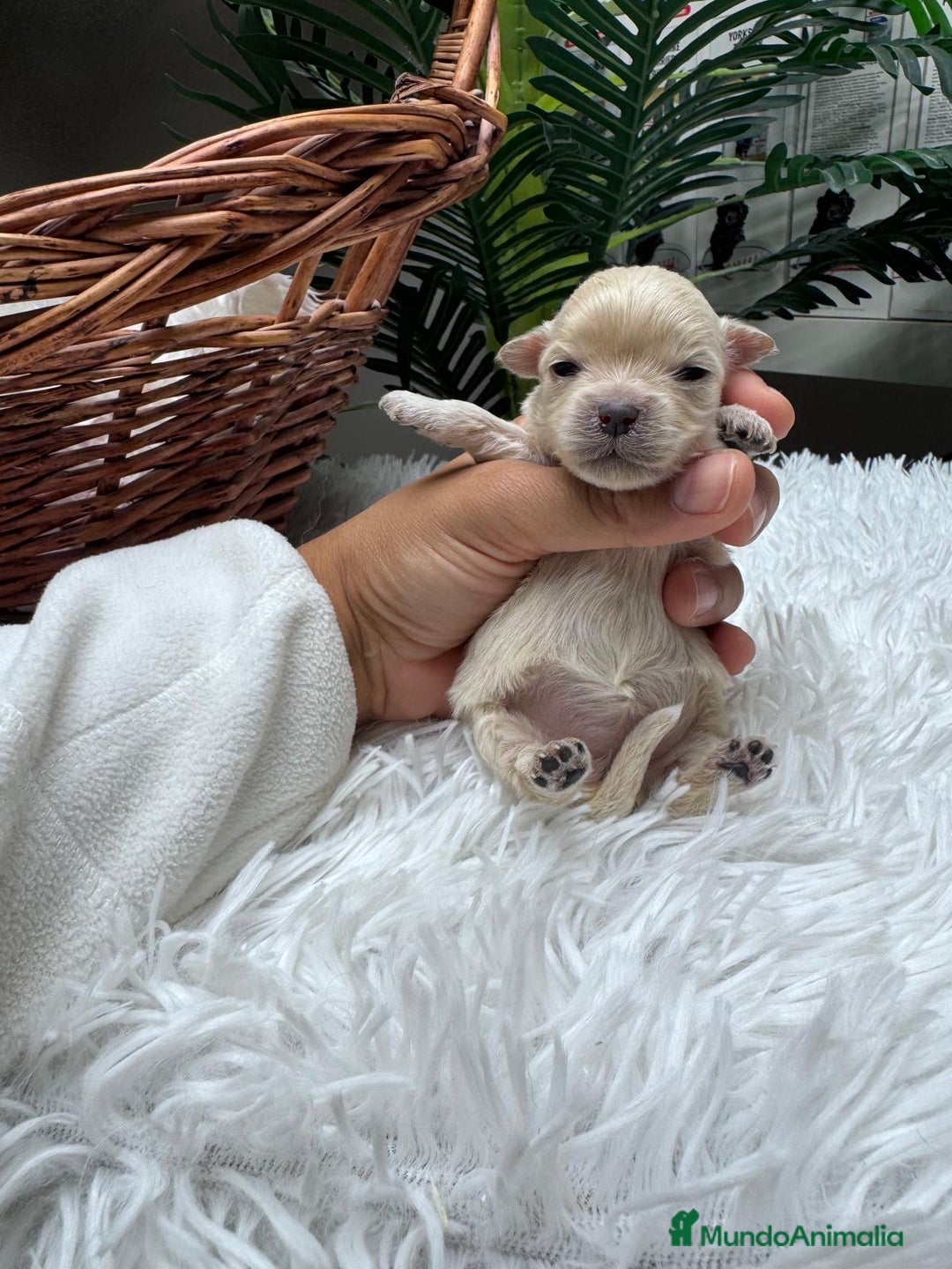 Maltipoo perros en venta: MALTIPOO HEMBRA - Anuncio 2